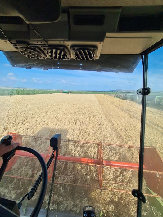 Sămânță de lucernă certificată