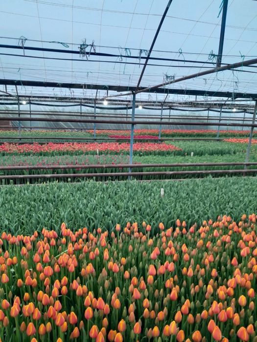 Тюльпан оптом 350 тг