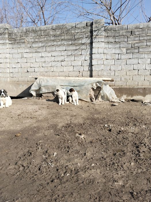 Күшік сатылады шешесіне сатылады