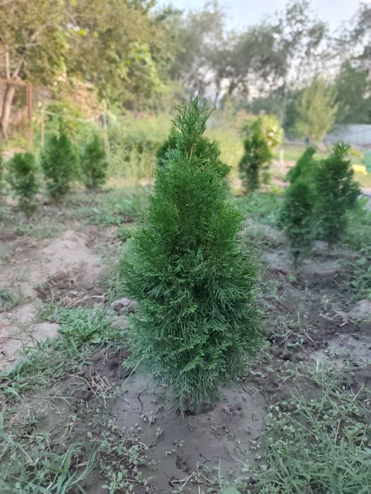 Продам саженцы туи смарагд
