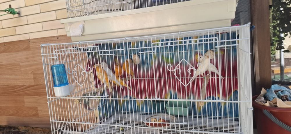 Продаётся канарейки самцы