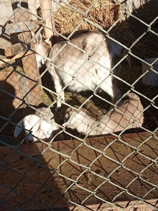 Ешкі сатылады лақтарымен