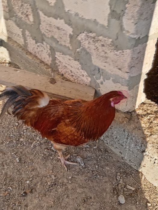 Орыс порно орыстар