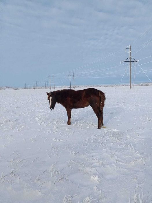 Ертай Сулейменов