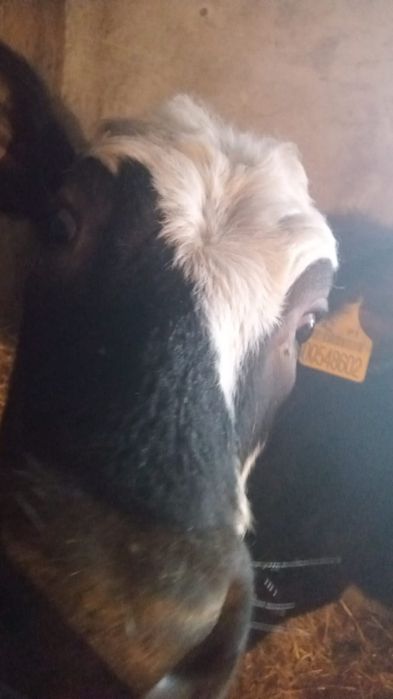 Продам тёлку 10месяцев