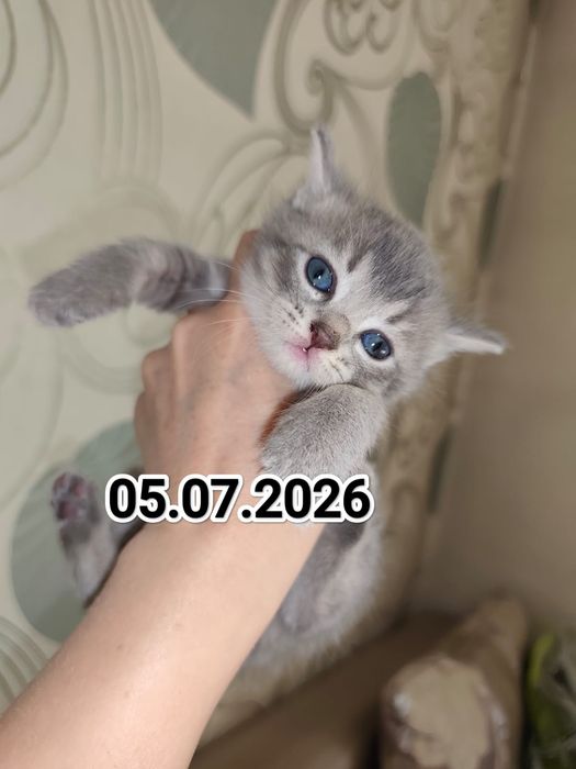 Британские котята