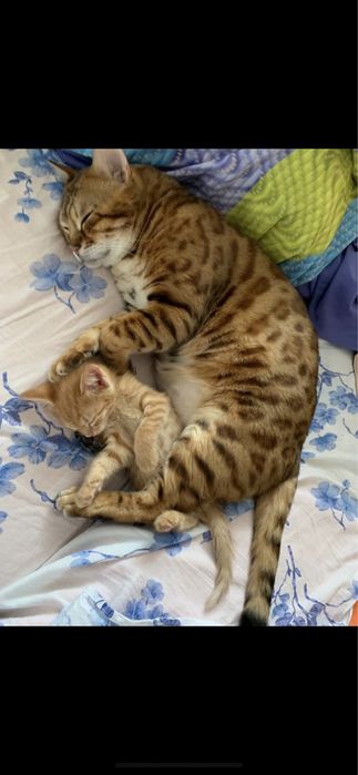 Котята рыжие