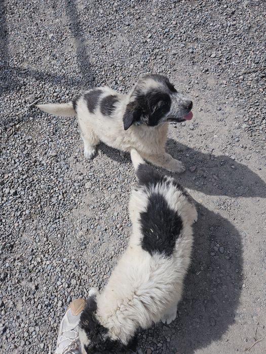 Щенки тобет ТОБЕТ күшік