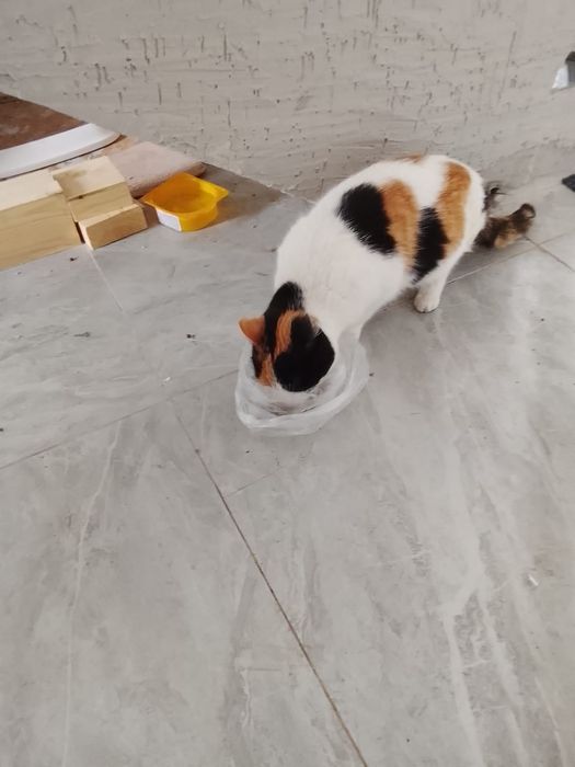 Пушистики ищут дом