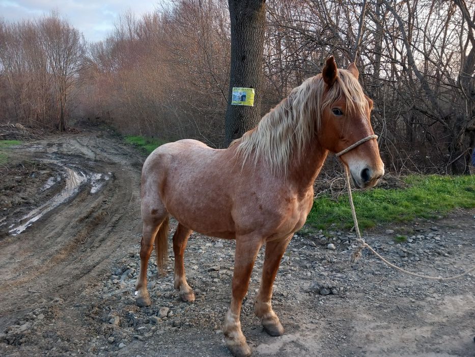 Кобила порода Арденка