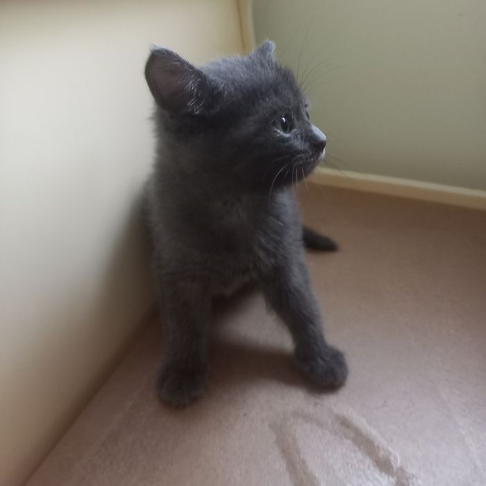 Котёнок девочка 1,5 месяца