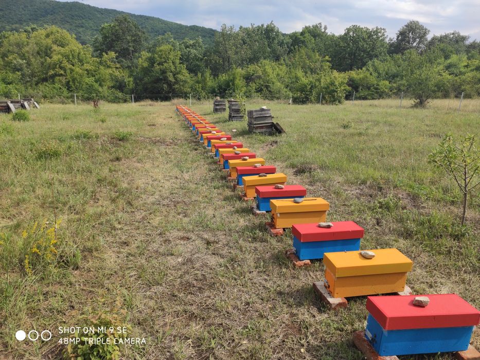 Пчелни семейства