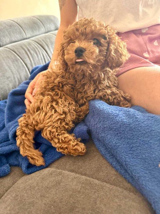 Мини Пудел Мини Пудел