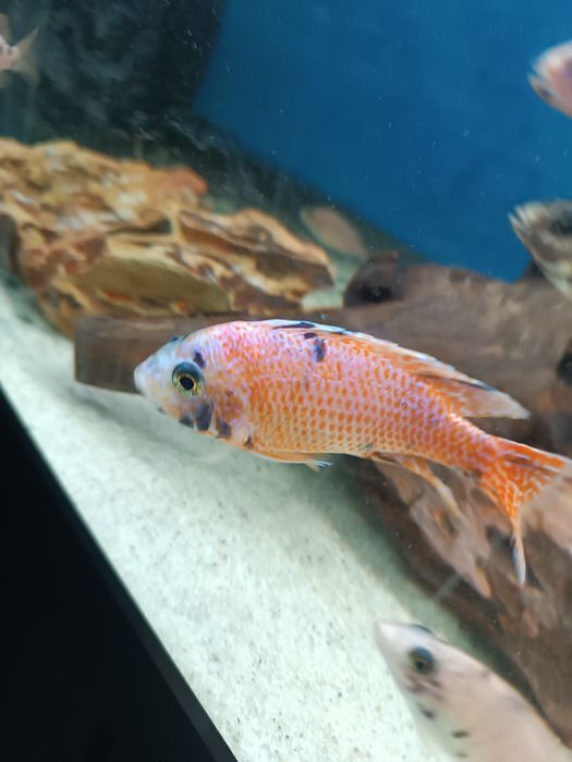 Ciclide africana