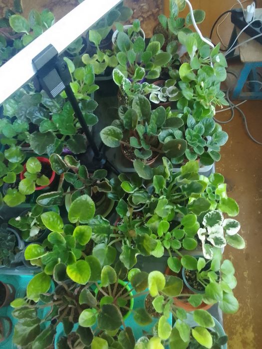 Продам комнатные цветы