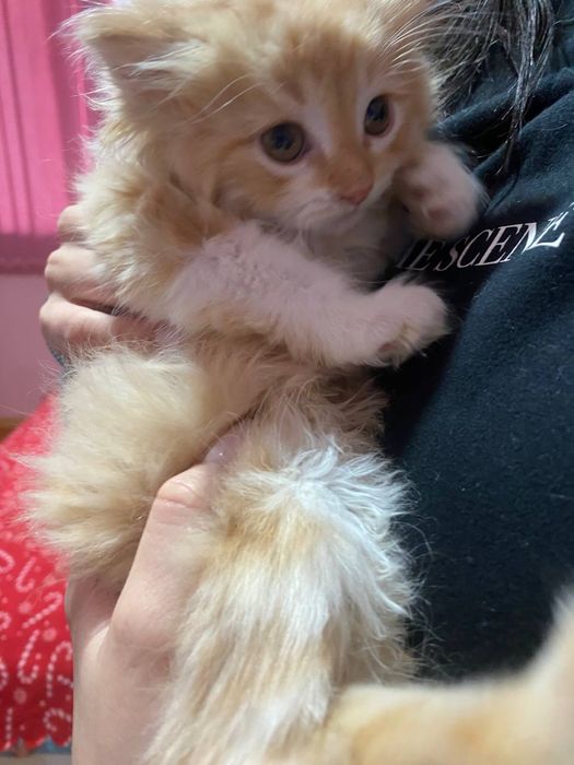 Продавам дългокосмести котенца.