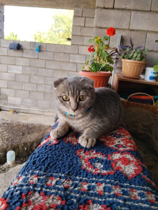 Кошка веслоухая Мурка серая