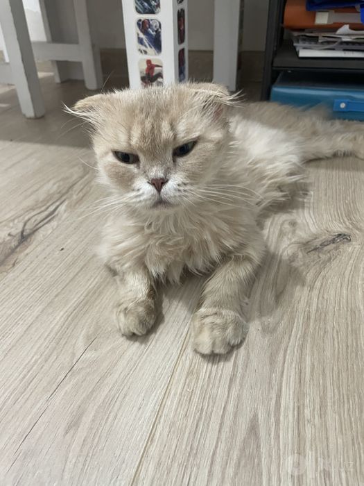 Отдам ласковую и породистую кошку, 3 года, девочка
