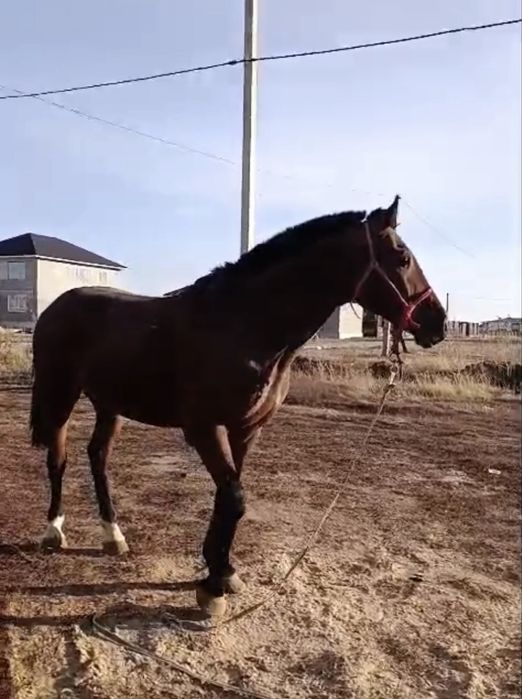 Продам жеребца 5 лет рост 170