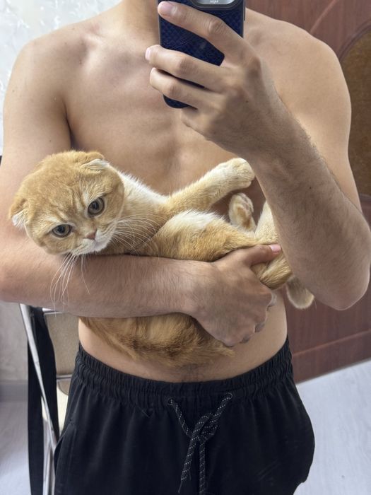 Вязка Scottish fold