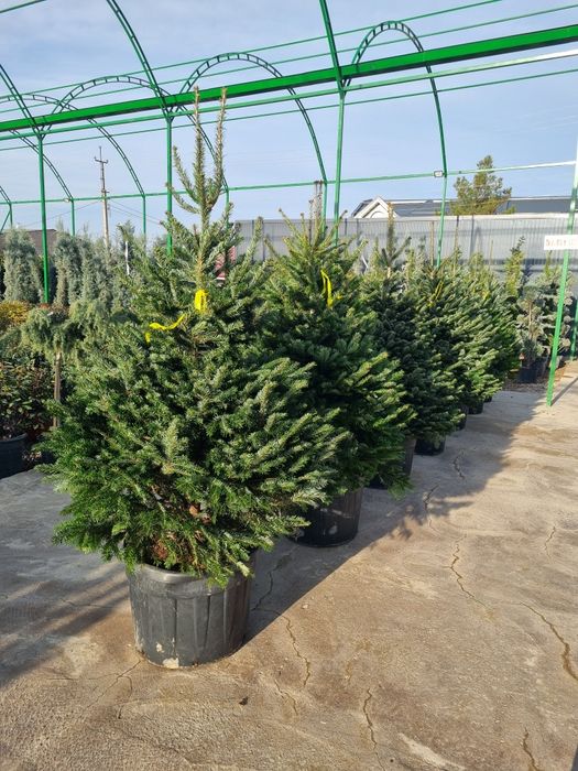 Пи́хта Но́рдмана