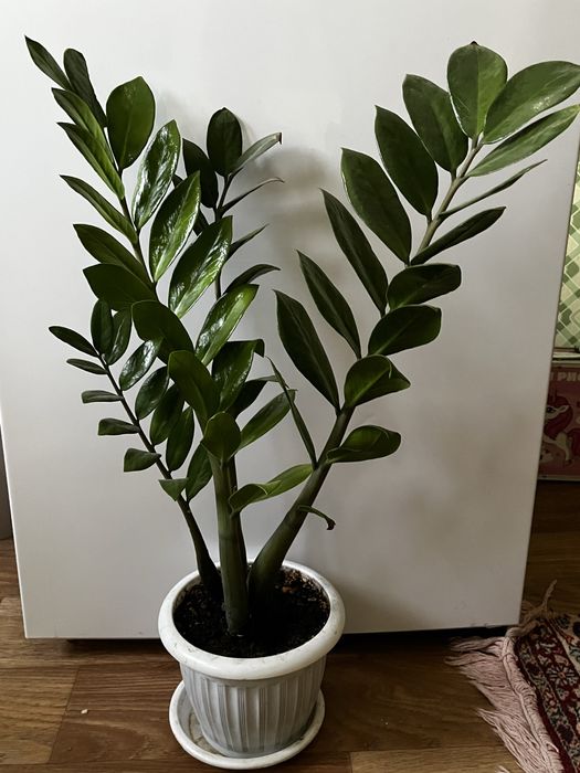 Долларовое дерево