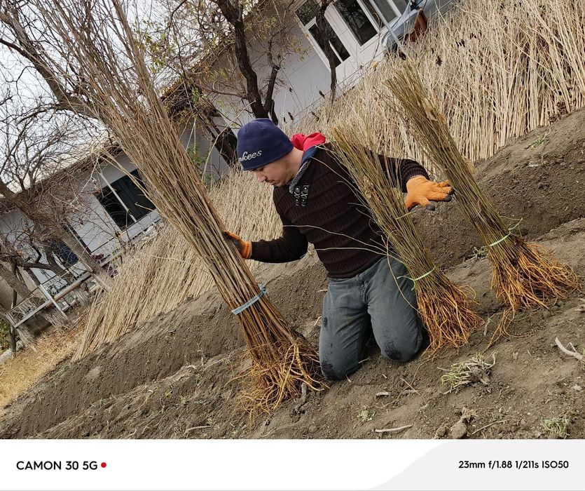 Tut kóchatlari kafolatli !