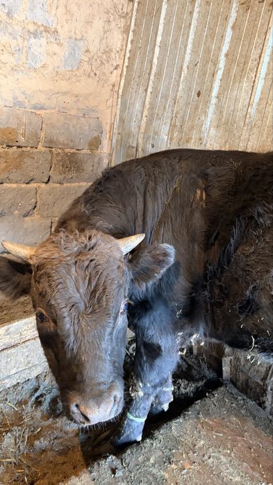 Бычки 3 голов наоткорме