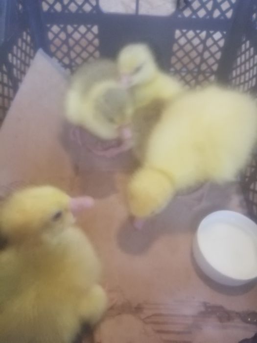 Продам гусят 3 - х дневные