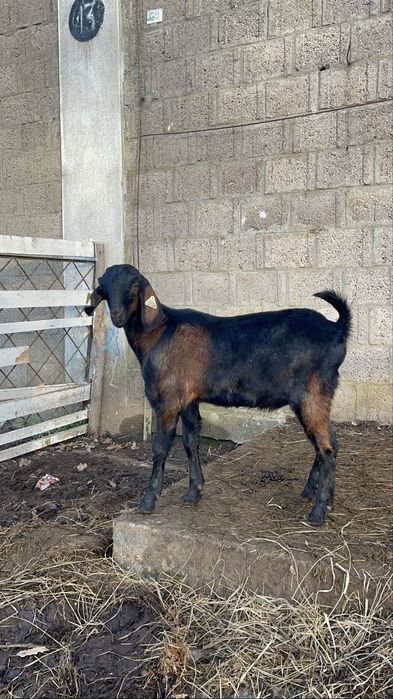 Țăpișor Anglo Nubian