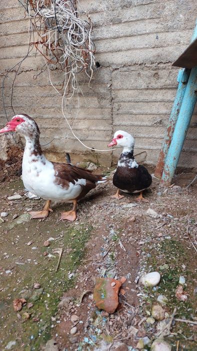 Индоутки оба девочки