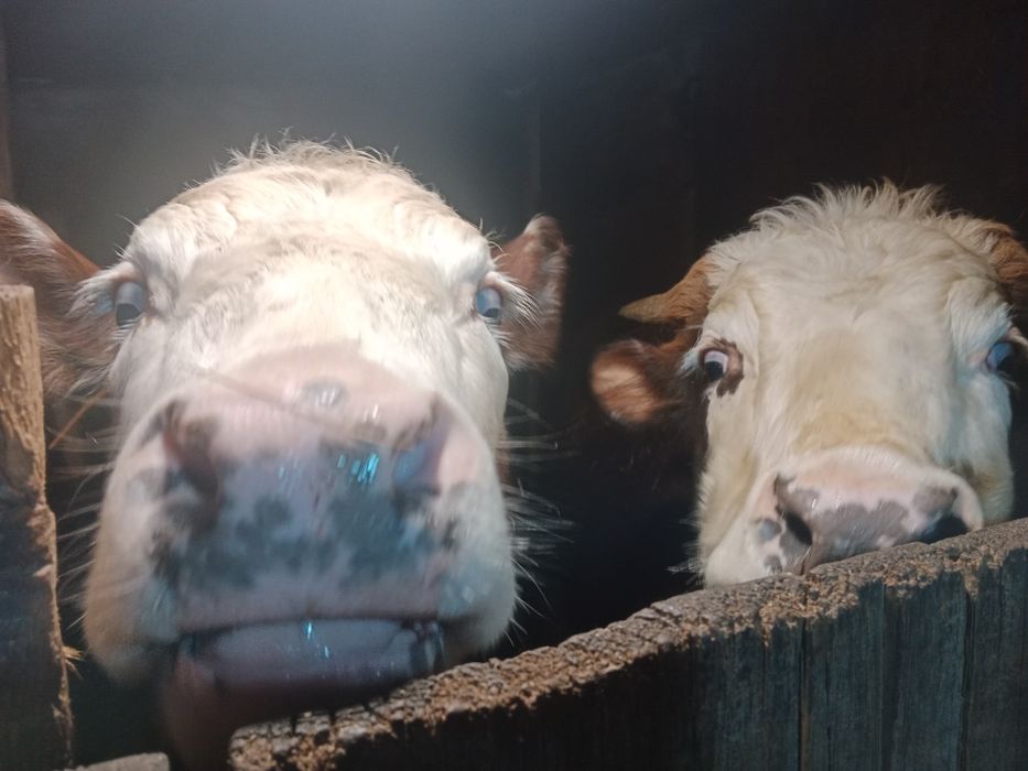 Продам быка и телку