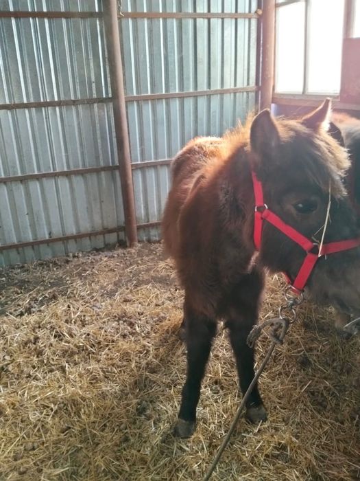 Екі жабағы двое жеребят