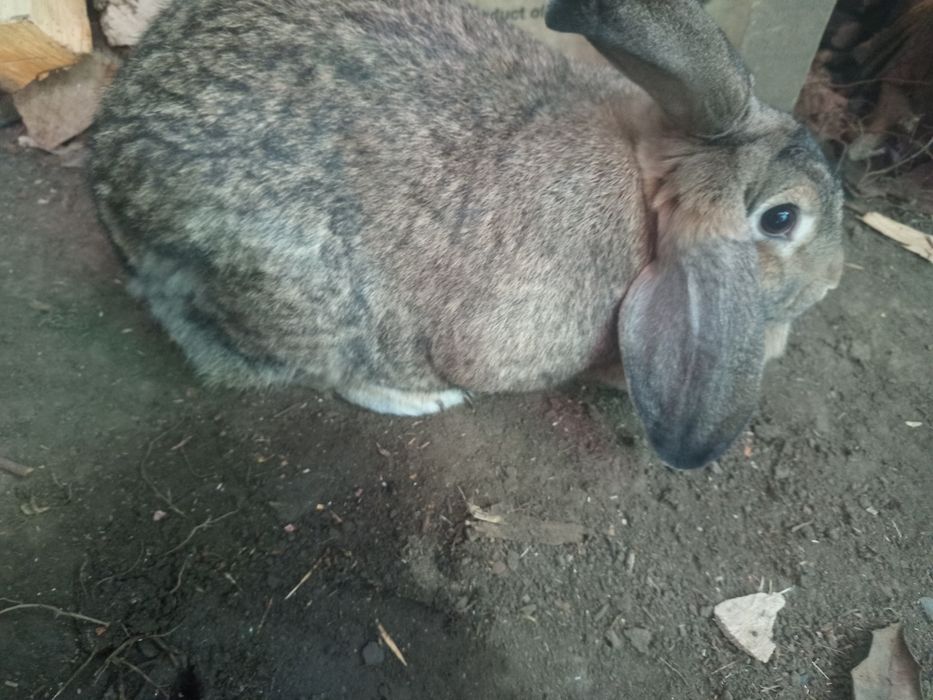 Iepuroaica de vânzare