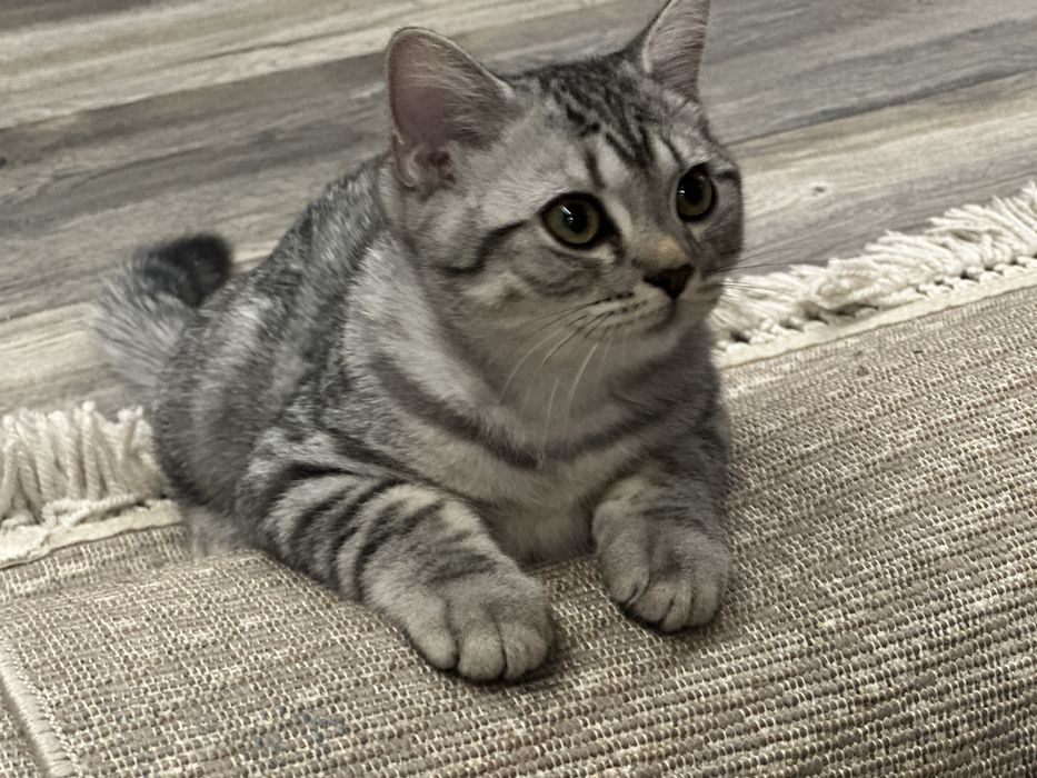 Котенок Британец 3.5 мес