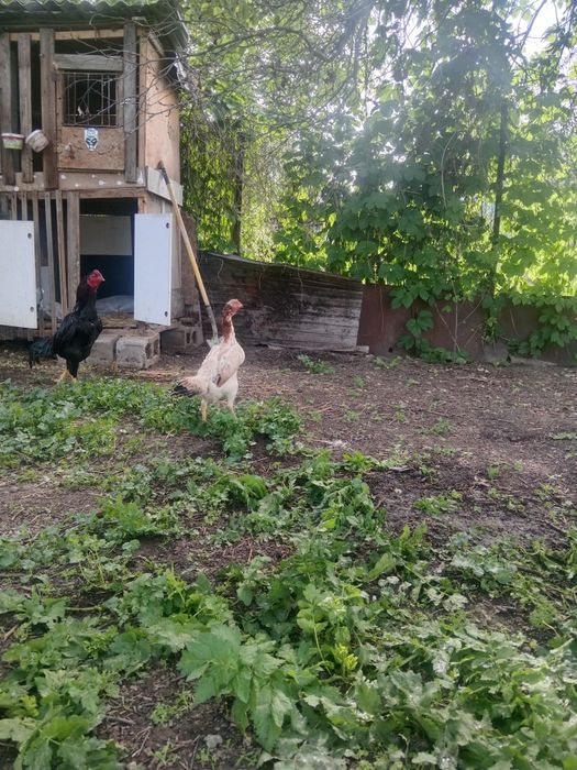 Продам дакан курица