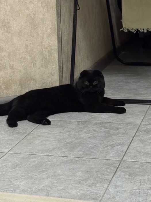 Vyazka/Вязка Toza Scottish Fold 1 yosh erkak