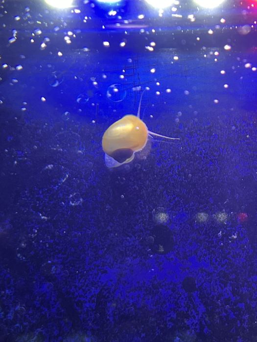 Продам улиток Ампулярия