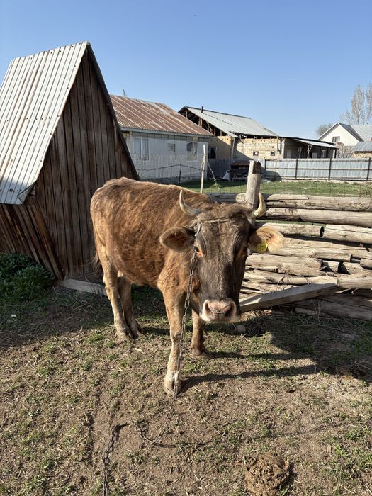 Семіз сиыр сатылады