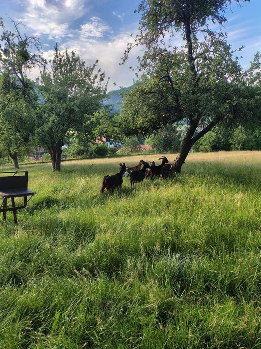Vând capre in Localitatea Șuncuiuș , 5 bucăți rasa Carpatin