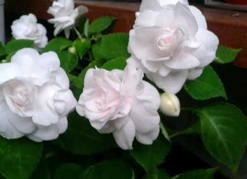 Цветы комнатные разные