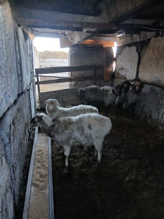 Бараны на откором