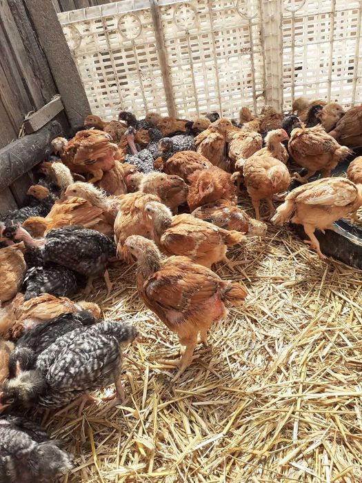 Pui alb si rasă mixtă