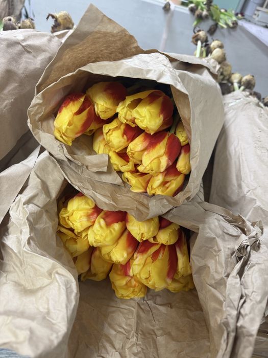 Тюльпаны штучно даем