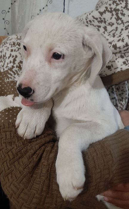 Отдам щенков только в добрые руки.