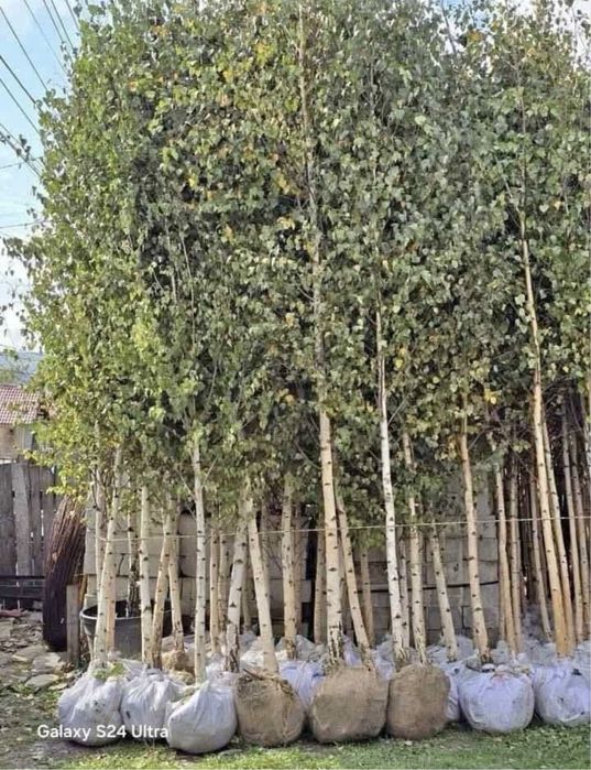 Copaci ornamentali catalpa , mesteacan