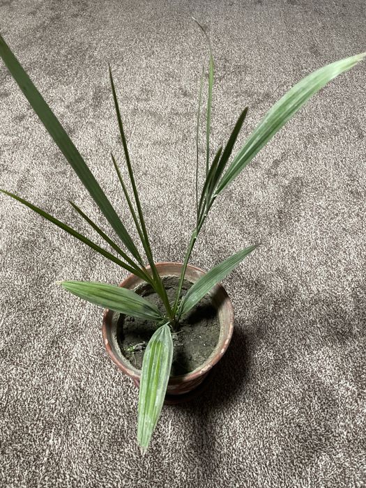 Финиковая пальма