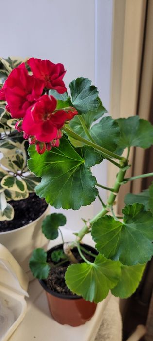 Пеларгония 1200тг