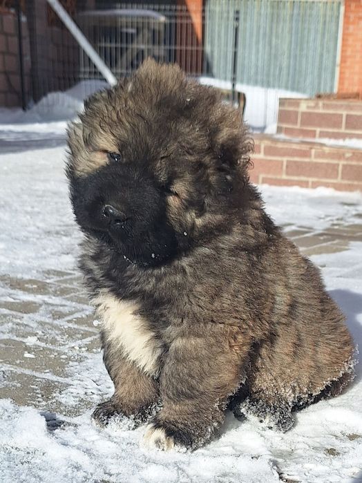 Щенки кавказская овчарки,