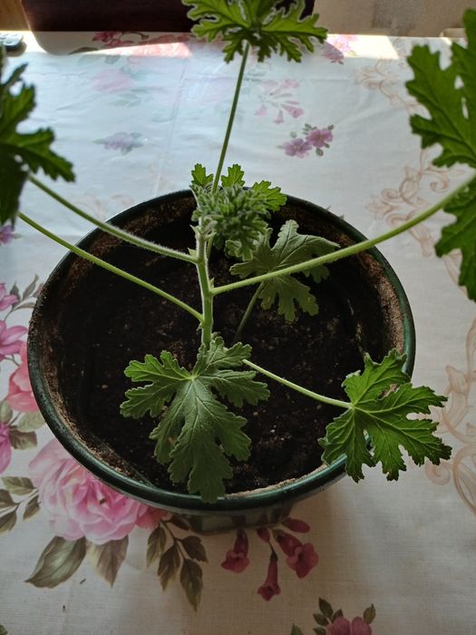 Цветя за дома 4 вида